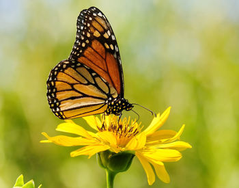 Close-up of butterfly pollinating on flower