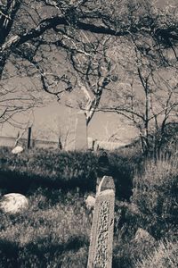 Close-up of tree in cemetery