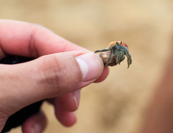 Close-up of hand holding small finger