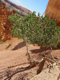 Plants growing on land