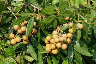 Ripe longan fruits on tree in the garden