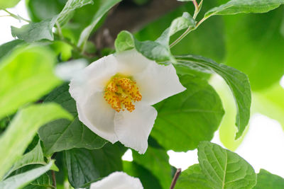 Close-up of white flower blooming outdoors