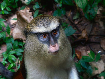 Portrait of tantalus monkey looking at camera