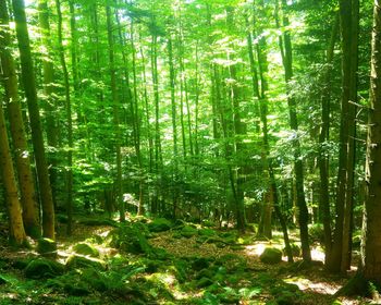 View of trees in forest