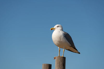 Seagull perching on wooden post against clear sky