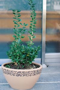 Close-up of potted plant