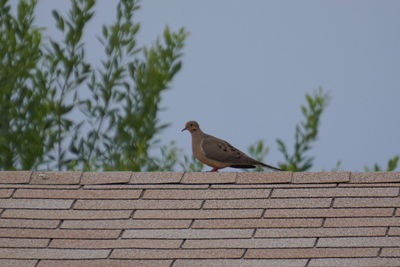 Low angle view of bird perching on roof