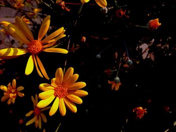 Close-up of yellow flower