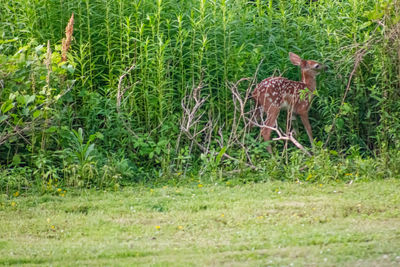 Side view of an animal on field