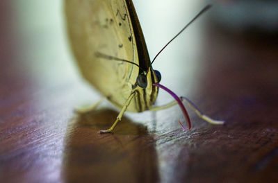 Close-up of butterfly on table