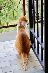 Cat sitting on a window