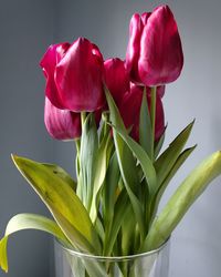 Close-up of red tulip against white background