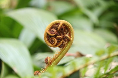 Close-up of flower on plant