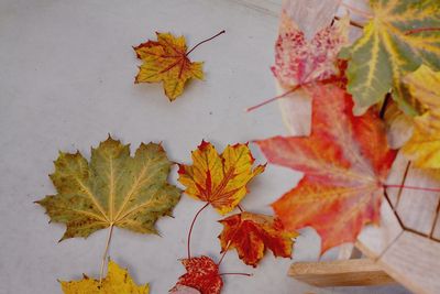 High angle view of maple leaves on table