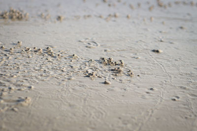 High angle view of crab on beach