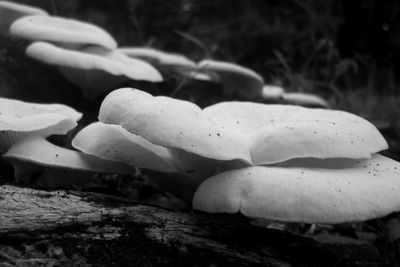 Close-up of mushroom growing on tree trunk