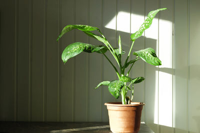 Dumb cane, dieffenbachia, on a wood wall. houseplant in a flower pot on a wooden background.