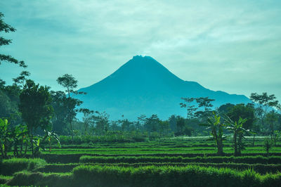 Scenic view of agricultural field against sky