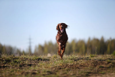 Dog running on field