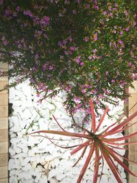 Close-up of purple flowers blooming outdoors