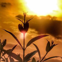 Close-up of flower against sky at sunset