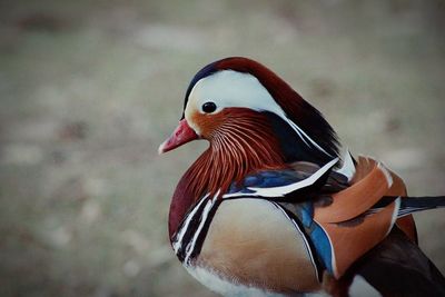 Close-up of bird outdoors