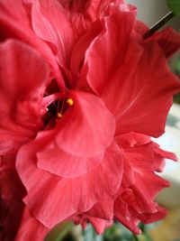 Close-up of red rose flower