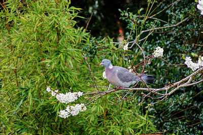 Close-up of bird perching on a plant