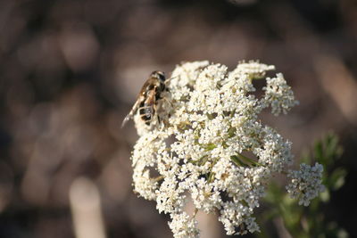 Close-up of butterfly on flower