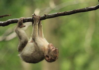 Close-up of monkey on branch