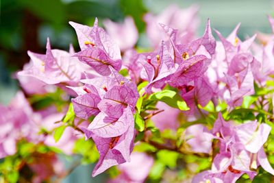 Close-up of pink bougainvillea flowers