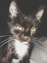 Close-up portrait of cat at home