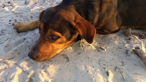 High angle view of dog on sand at beach