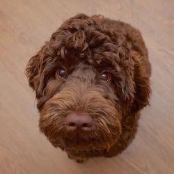 Close-up portrait of a dog