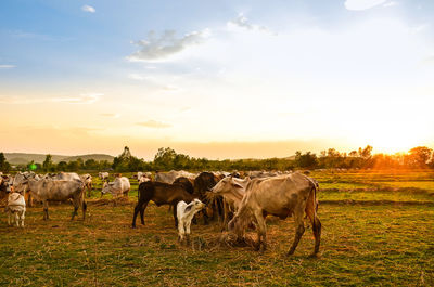 Horses in a field