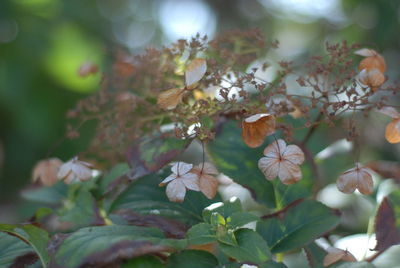 Close-up of flowering plant