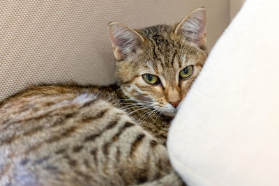 Cute tabby kitten laying in the sofa