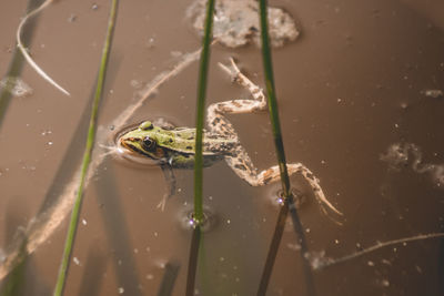 High angle view of frog floating on lake