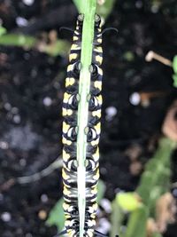 Close-up of plant growing on field