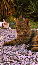Close-up of a cat