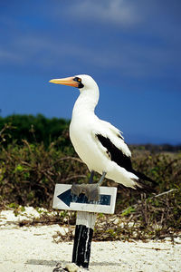 Close-up of bird perching on sign