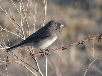 Close-up of bird perching on branch