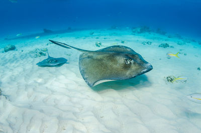 Fish swimming in sea