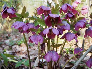 Close-up of pink flowering plants