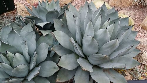 Close-up of succulent plant