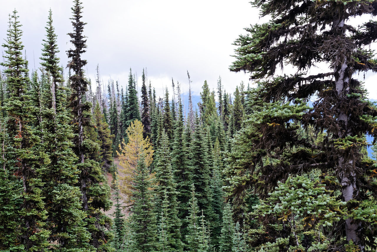 PANORAMIC VIEW OF PINE TREES IN FOREST