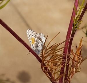 Close-up of butterfly on plant