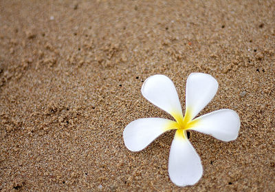High angle view of white flowering plant on sand