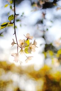 Close-up of apple blossoms in spring