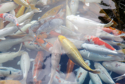 High angle view of koi carps swimming in sea